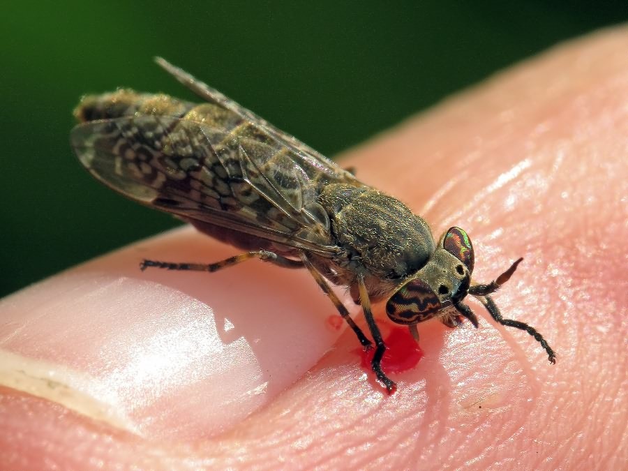 Haematopota pluvialis